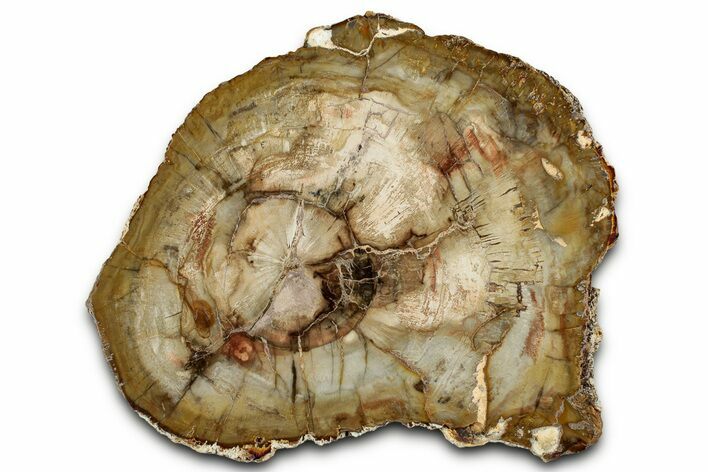 Beautiful Petrified Wood (Araucaria) Round - Madagascar #325546